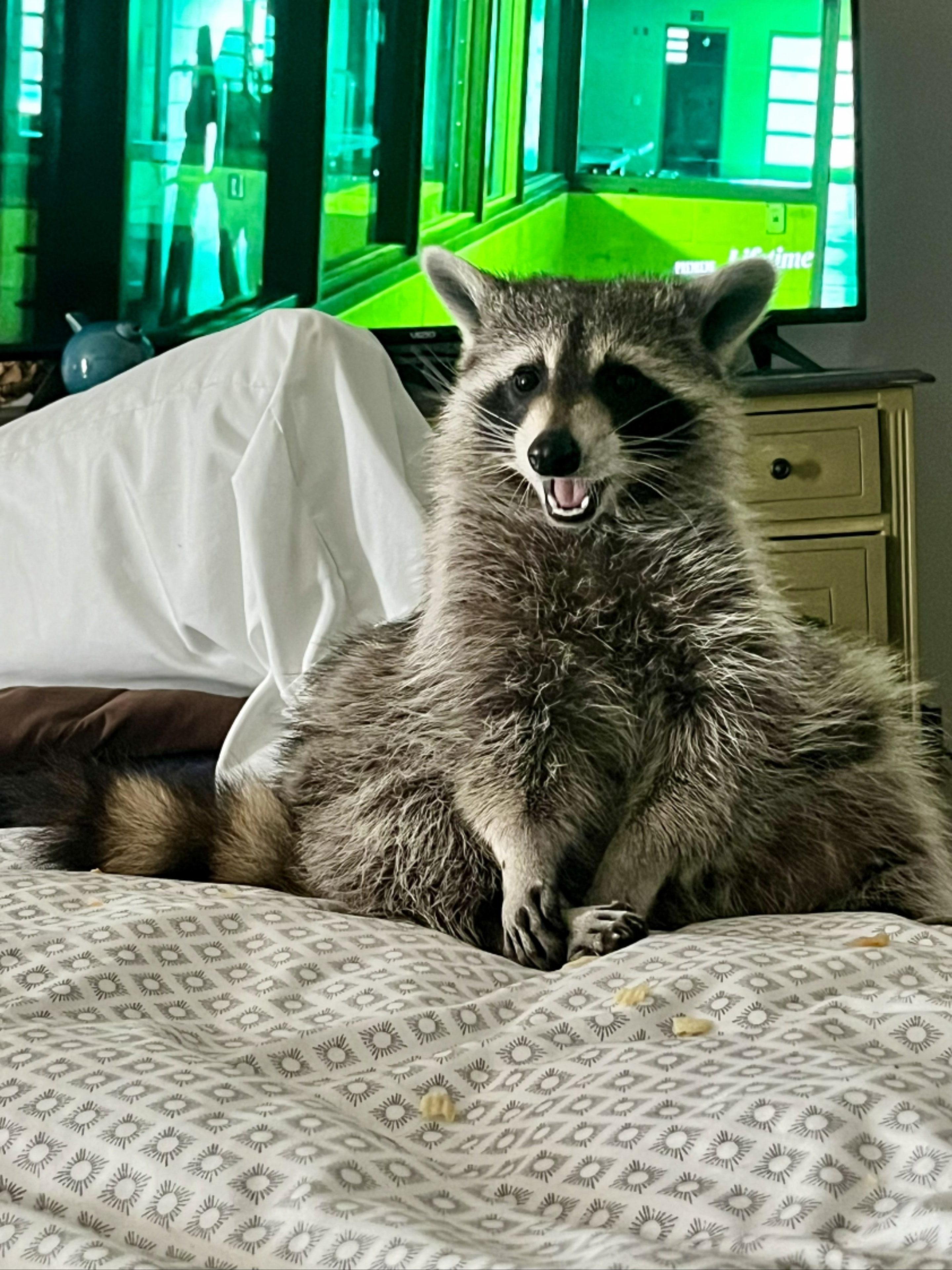 Norman the rescue raccoon, shop mascot of Norman and Co Motorworks